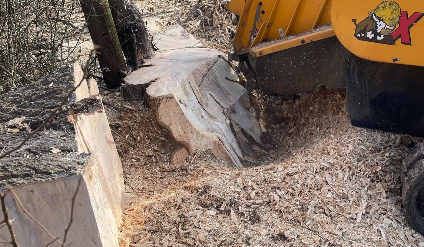 Close-up of the grinding wheel cutting into a stump, chips flying