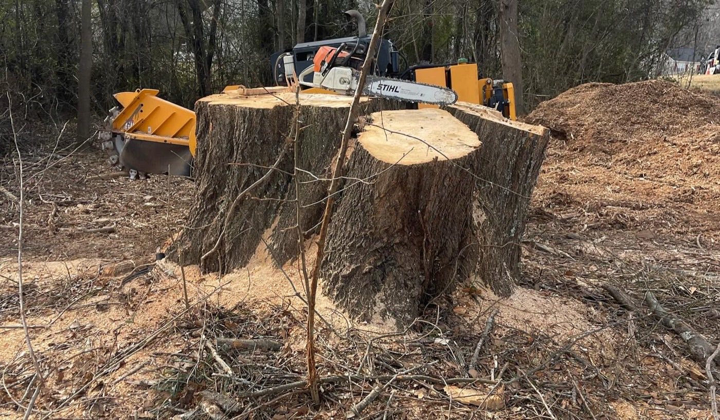 Large stump with chainsaw on top and the grinder moving in