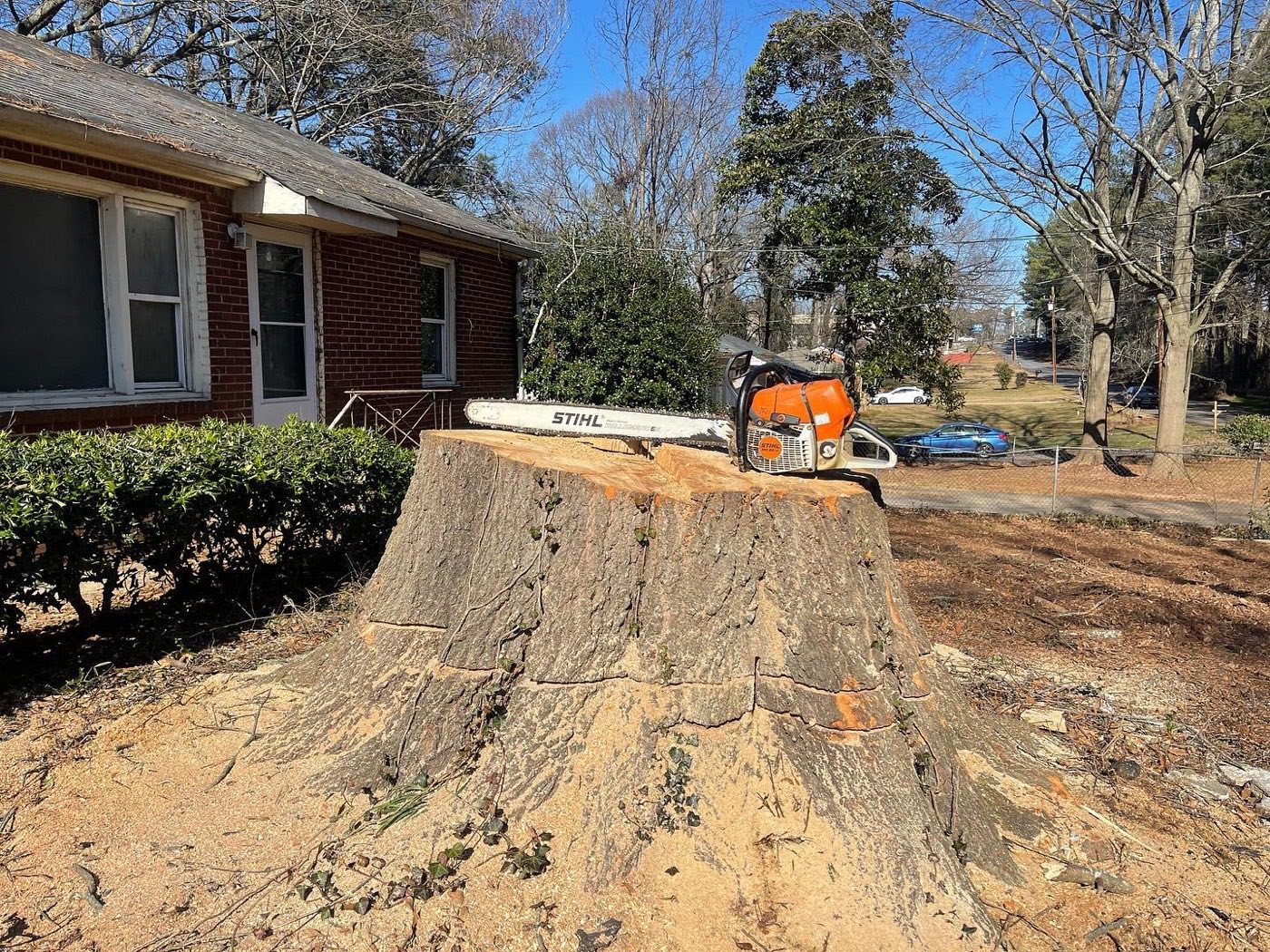 Chainsaw resting on a very large front-yard stump before grinding