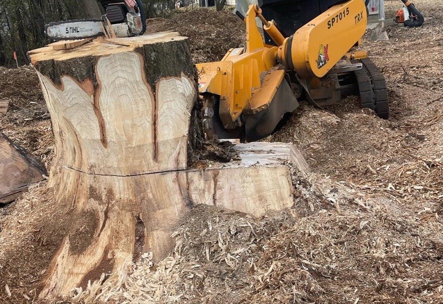 Root flare, carved back — J&K stump grinding job photo